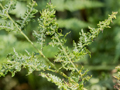 Eriophyes pteridis gall